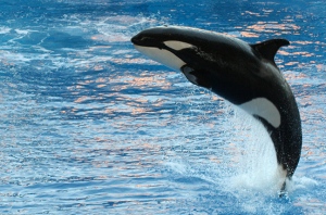 killing whales (orcas)
